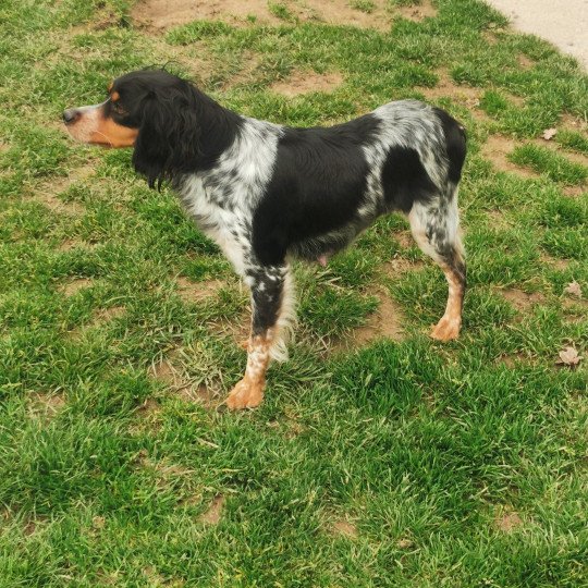 chien Epagneul breton Noi Mar Fauv Pan Bla RAYA des plumes des marais du Cotentin Des Plumes Des Marais Du Cotentin