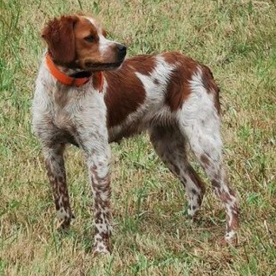 chien Epagneul breton RONA des plumes des marais du cotentin