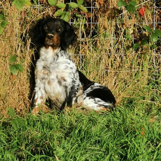 chien Epagneul breton Noi-mar-fauv-pan-bla Roxie des plumes des marais du Cotentin Des Plumes Des Marais Du Cotentin