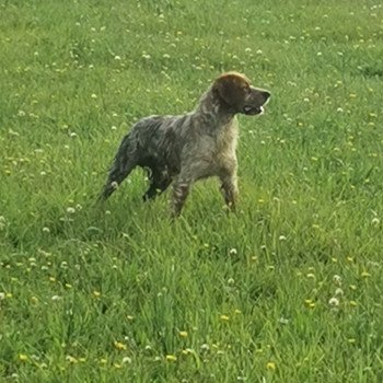 chien Epagneul breton Sonic des Plumes des Marais du Cotentin des plumes des marais du cotentin