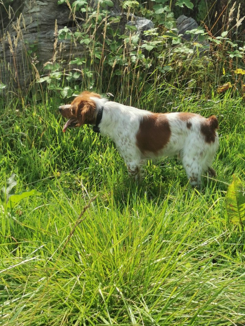 Stryke des plumes des marais du Cotentin Mâle Epagneul breton