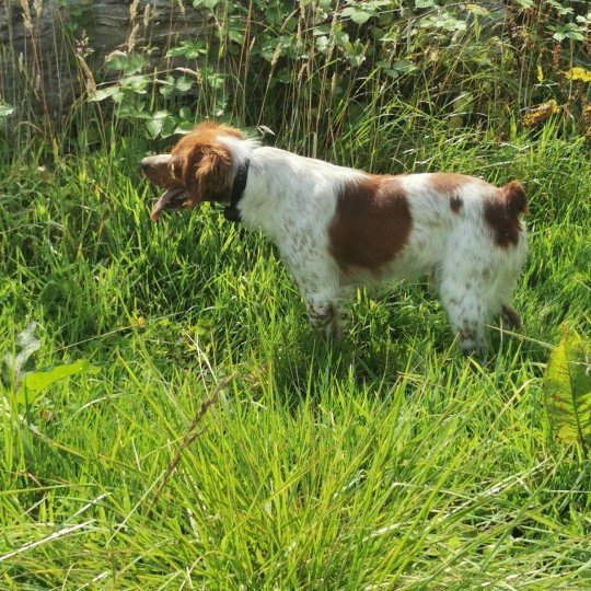 Stryke des plumes des marais du Cotentin Mâle Epagneul breton