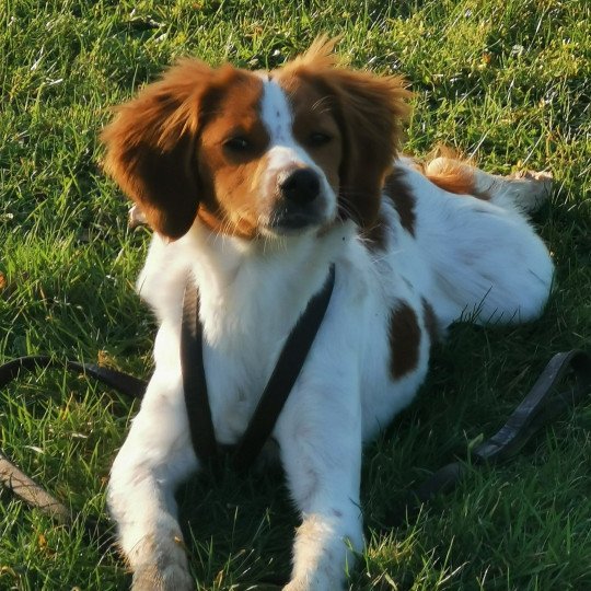 chiot Epagneul breton F-Or-Pan-Bla Tigresse des plumes des marais du Cotentin Des Plumes Des Marais Du Cotentin