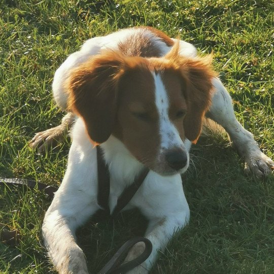 chiot Epagneul breton F-Or-Pan-Bla Tigresse des plumes des marais du Cotentin Des Plumes Des Marais Du Cotentin