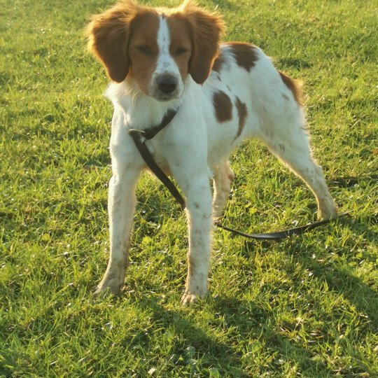 chiot Epagneul breton F-Or-Pan-Bla Tigresse des plumes des marais du Cotentin Des Plumes Des Marais Du Cotentin