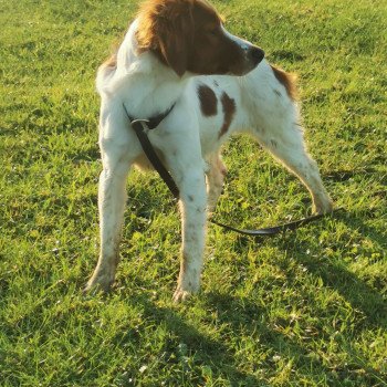 chiot Epagneul breton F-Or-Pan-Bla Tigresse des plumes des marais du Cotentin Des Plumes Des Marais Du Cotentin