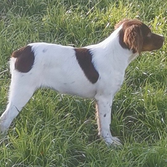 chiot Epagneul breton TOANA Des Plumes des Marais Du Cotentin Des Plumes Des Marais Du Cotentin