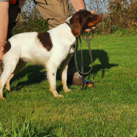 chiot Epagneul breton TOANA Des Plumes des Marais Du Cotentin Des Plumes Des Marais Du Cotentin