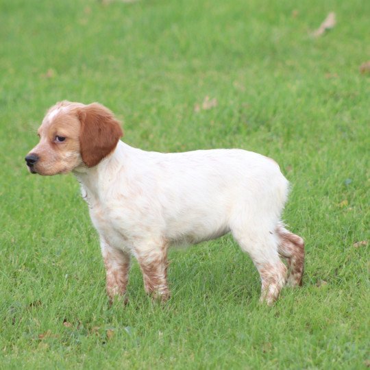 chiot Epagneul breton F-Or-Pan-Bla UF2 Des Plumes Des Marais Du Cotentin