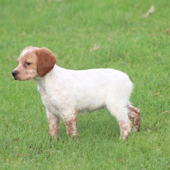 chiot Epagneul breton F-Or-Pan-Bla UF2 Des Plumes Des Marais Du Cotentin