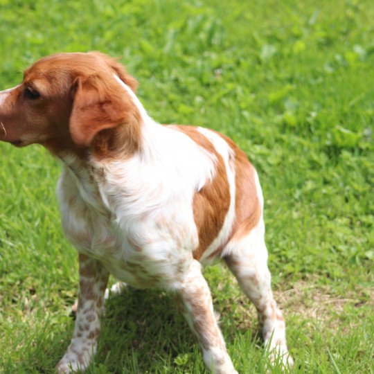 chiot Epagneul breton F-Or-Pan-Bla Victoire Des Plumes Des Marais Du Cotentin