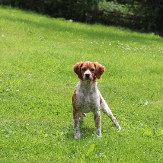 chiot Epagneul breton F-Or-Pan-Bla Victoire Des Plumes Des Marais Du Cotentin