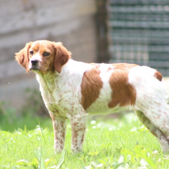 chiot Epagneul breton F-Or-Pan-Bla Victoire Des Plumes Des Marais Du Cotentin
