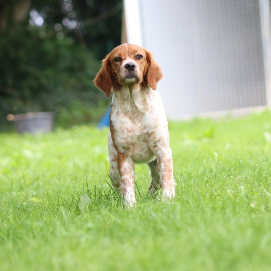 chiot Epagneul breton F-Or-Pan-Bla Victoire Des Plumes Des Marais Du Cotentin