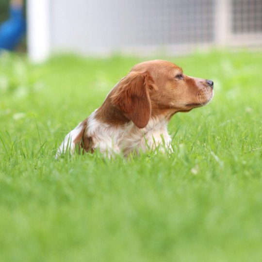 chiot Epagneul breton F-Or-Pan-Bla Victoire Des Plumes Des Marais Du Cotentin