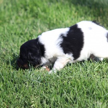 Chiot Epagneul breton  Des Plumes Des Marais Du Cotentin