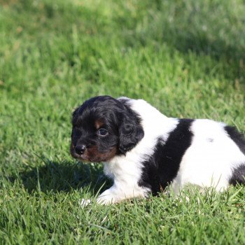 Chiot Epagneul breton  Des Plumes Des Marais Du Cotentin